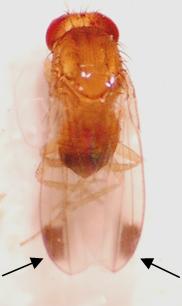 Spotted-Wing Drosophila