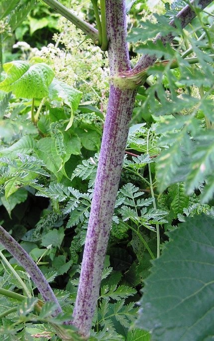 poison hemlock