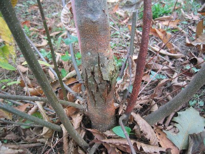 chestnut blight coppicing