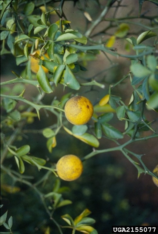 trifoliate orange