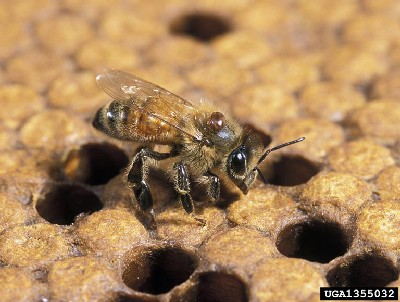 varroa mite