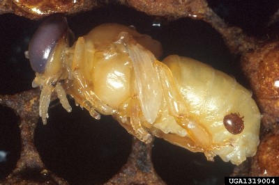 Varroa mite