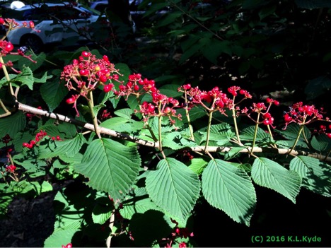 Viburnum plicatum f. tomentosum