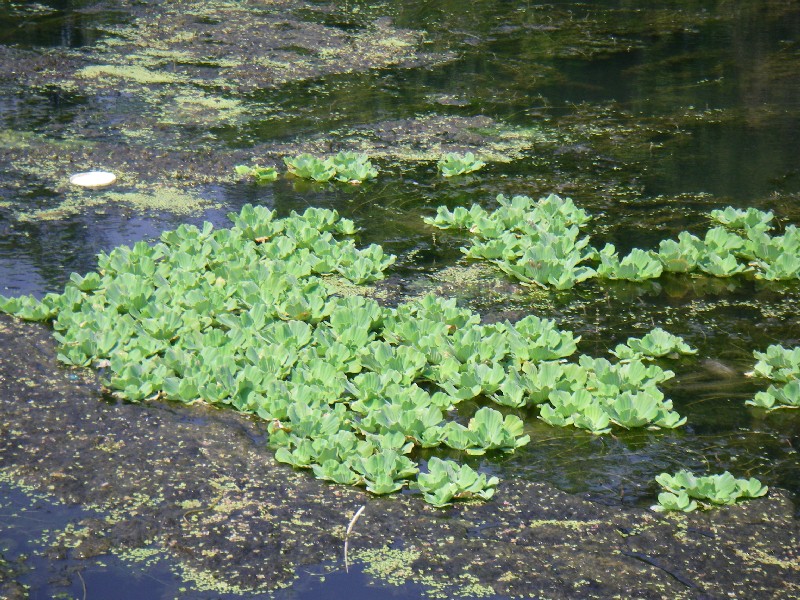 water lettuce