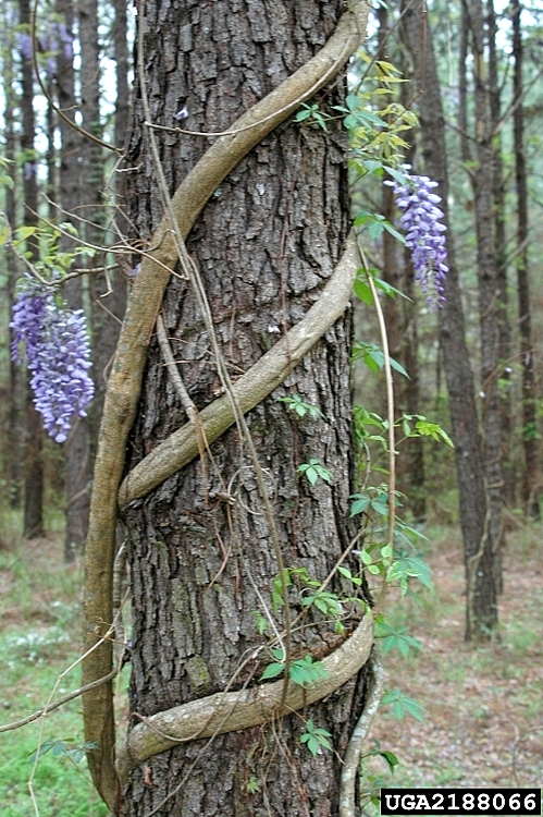 Chinese wisteria