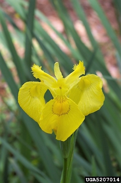 Iris pseudacorus