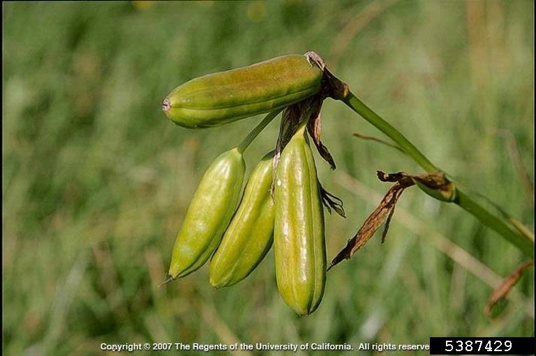 Iris pseudacorus seedpod