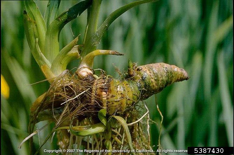 Iris pseudacorus rhizome