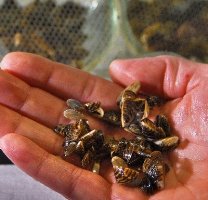 zebra mussels