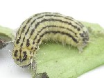 Pryeria sinica larva