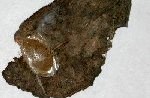 Pryeria sinica pupa