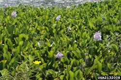 Water Hyacinth1