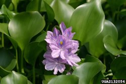 Water Hyacinth2