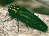 Emerald Ash Borer