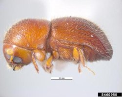Granulate Ambrosia Beetle1
