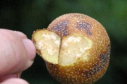 BMSB on Asian pear