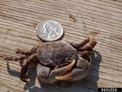 Asian Shore Crab1