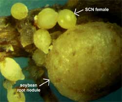 Soybean Cyst Nematode	