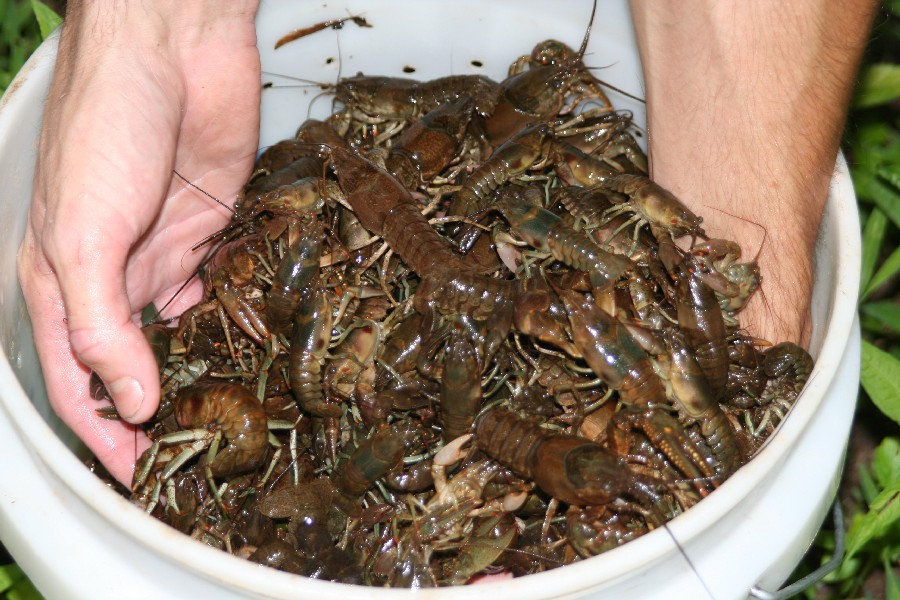 bucket of crayfish