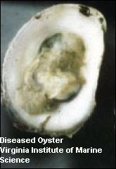 diseased oyster