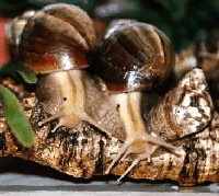 Giant African Snails