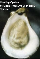 healthy oyster