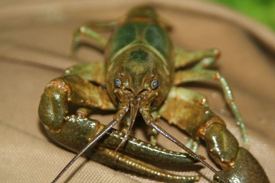 rusty crayfish front view