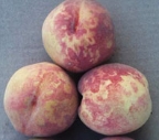 Plum Pox