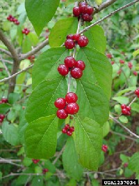 Amur Honeysuckle