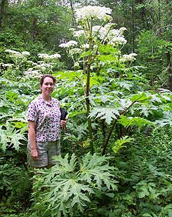 Giant Hogweed