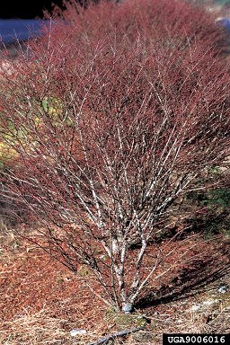 euonymous bush