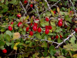 Japanese Barberry1
