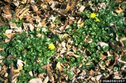 Lesser Celandine