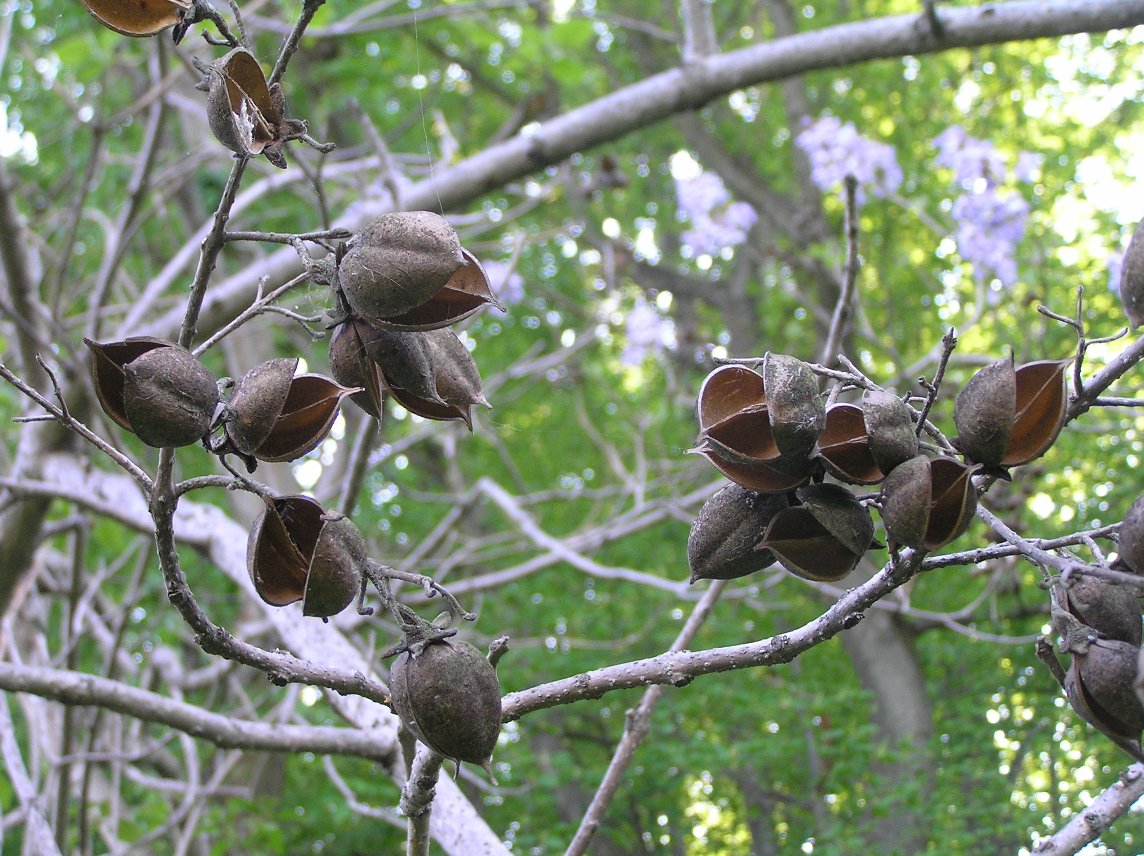 princess tree capsules