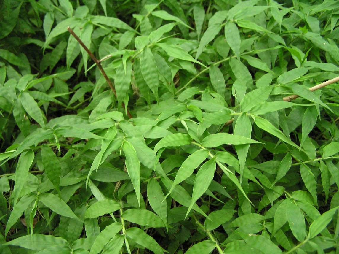 Wavyleaf basket grass