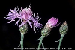 Spotted Knapweed	