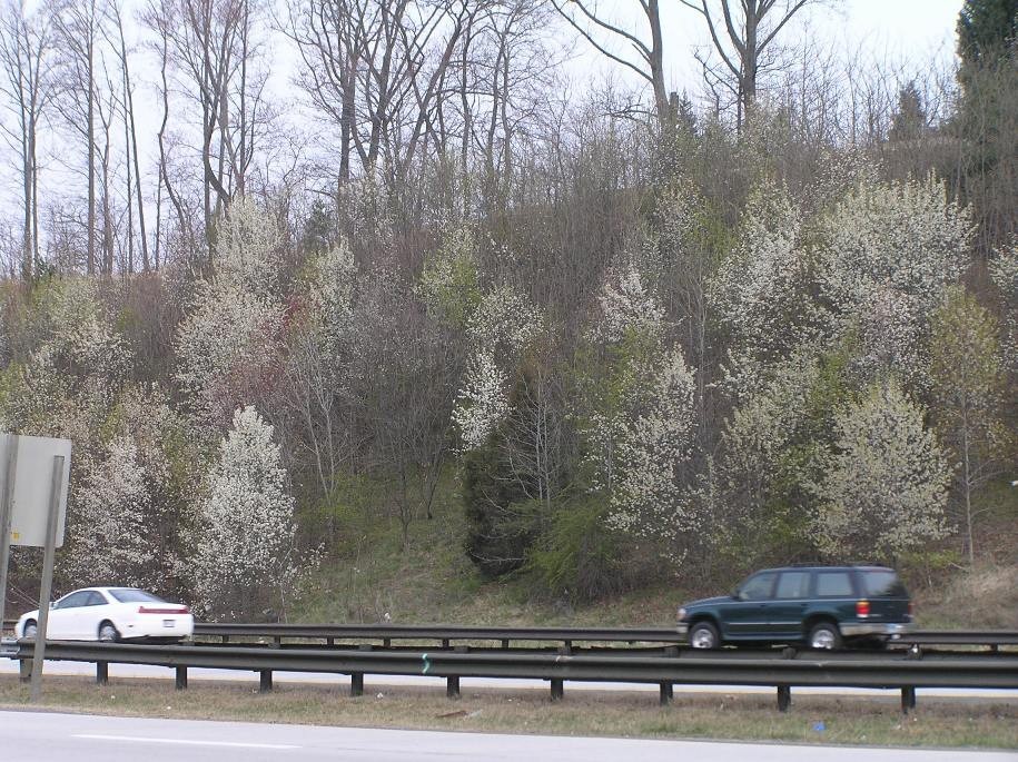 Callery Pears