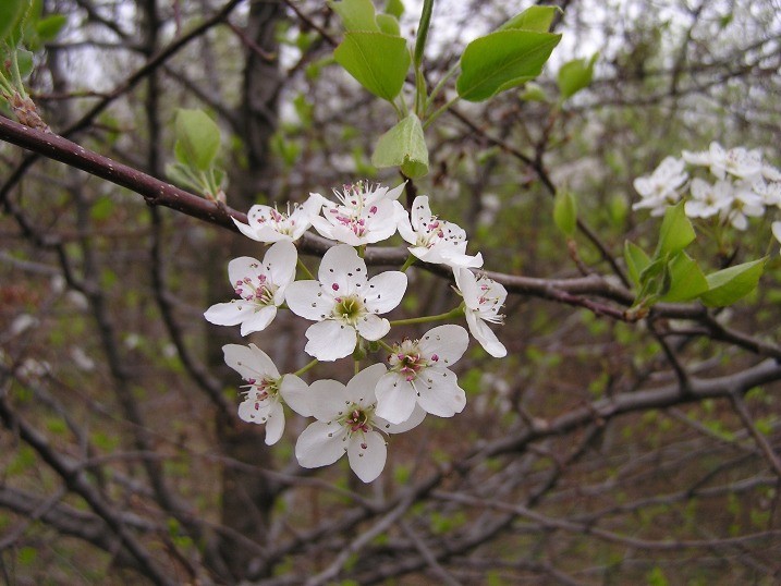 callery pear flowers