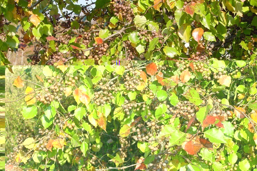 callery pear fruit