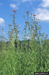 canada thistle