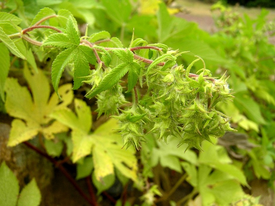 Japanese hops fruit