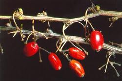 Japanese Barberry