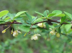 barberry flowers