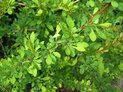 Japanese barberry