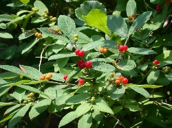 Morrow's Honeysuckle