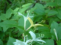 Japanese honeysuckle flowers