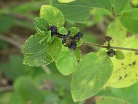 Japanese honeysuckle fruit