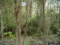 Japanese honeysuckle vines