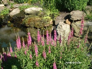 purple loosestrife