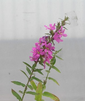 purple loosestrife